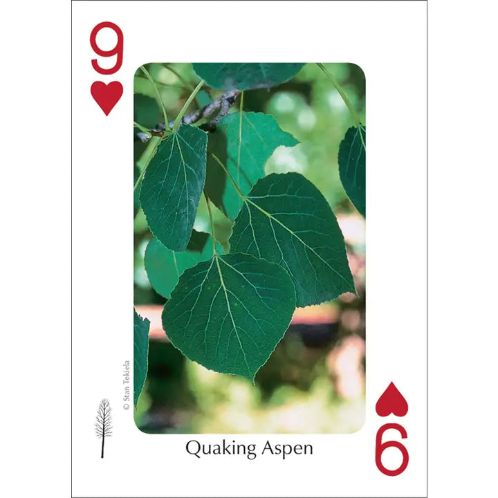 Trees of Midwest Playing Cards