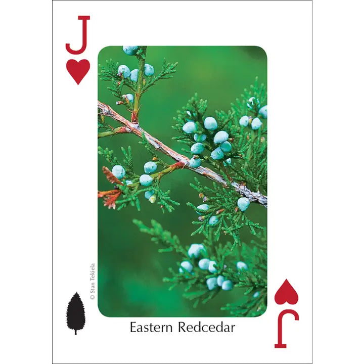 Trees of Midwest Playing Cards